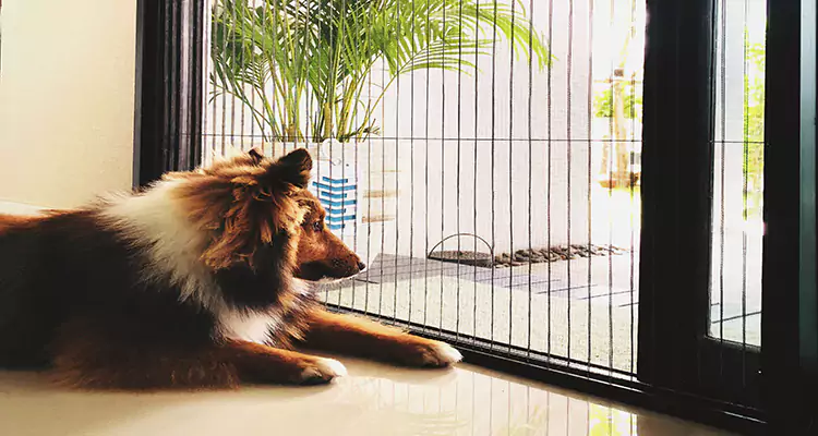 Sliding Screen Pet Door Repair in Clermont, FL
