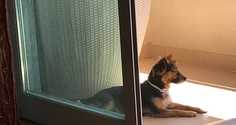 French Door Pet Screen Repair in Clermont, FL